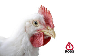 مرغ گوشتی راس 308