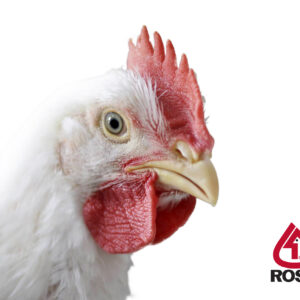 مرغ گوشتی راس 308