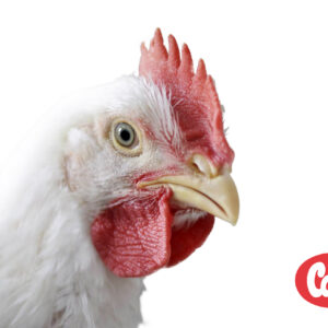 مرغ گوشتی کاب