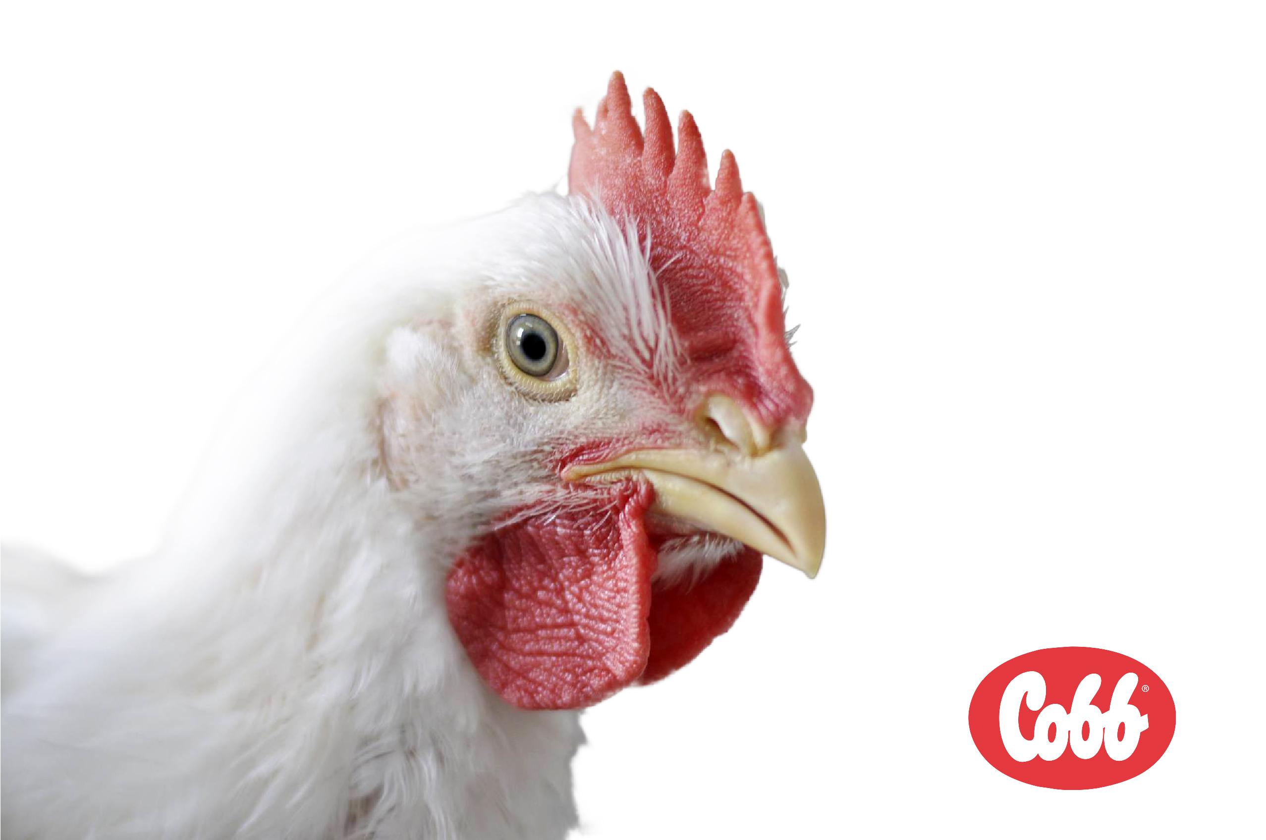 مرغ گوشتی کاب مرغ گوشتی کاب