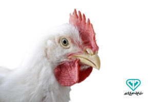 مرغ گوشتی سازمان