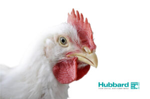 مرغ گوشتی هوبارد