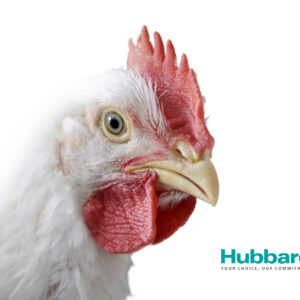 مرغ گوشتی هوبارد