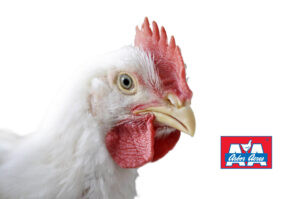 مرغ گوشتی آربوراکرز