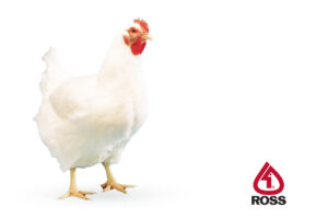 مرغ مادر راس