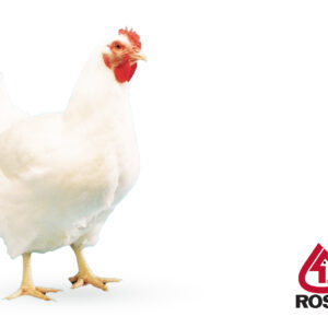 مرغ مادر راس