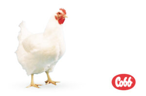 مرغ مادر کاب500 آغازین