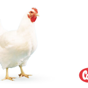 مرغ مادر کاب500 آغازین