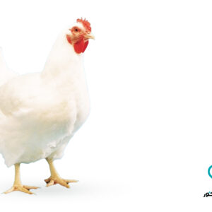 مرغ مادر سازمان