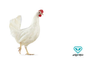 مرغ تخمگذار سازمان