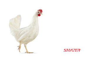 مرغ تخمگذار شیور