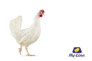 مرغ تخمگذار های لاین