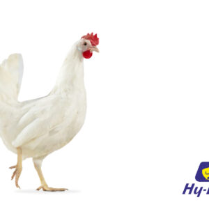 مرغ تخمگذار های لاین