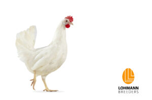 مرغ تخمگذار ال اس ال پرورش