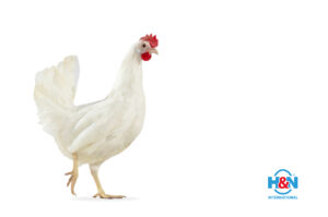 مرغ تخمگذار نیک چیک