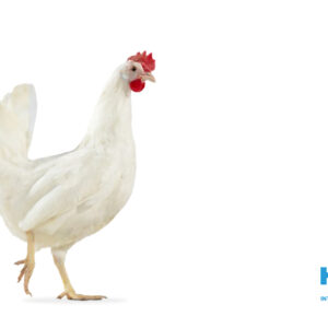 مرغ تخمگذار نیک چیک