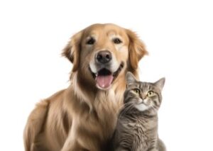 کیت تشخیص سریع Leishmania Abدر سگ