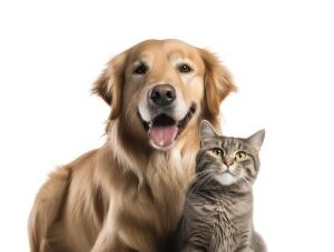 کیت تشخیص سریع Leishmania Abدر سگ